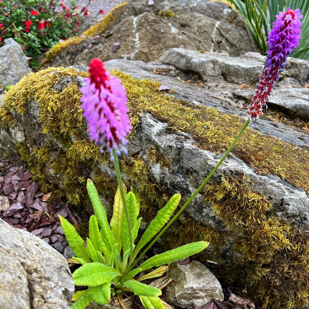 Meet your Posher, Kayce Rose